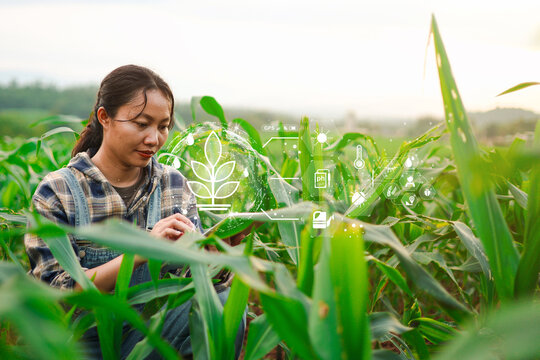 Asian female farmer using digital tablet in corn field with IoT smart farming interface, soil pH and weather data monitoring for precision agriculture.