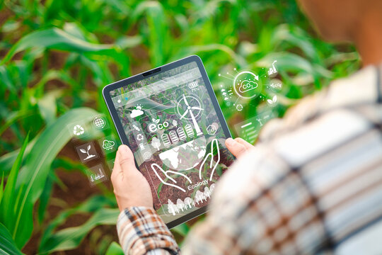 Farmer using digital tablet in corn field with eco friendly technology icon, smart agriculture, renewable energy, carbon neutral farming concept.