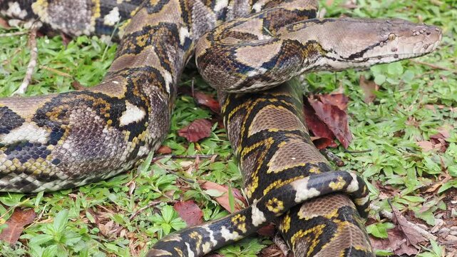 Reticulated python on the grass coiled low to the ground amidst green plants and foliage.