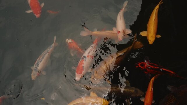 Koi carp Cyprinus rubrofuscus swimming in a decorative pond, popular ornamental fish known for their distinctive colors and patterns - Hong Kong - 31 August 2026.