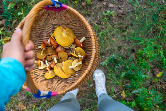 Person collecting Suillus mushrooms in wicker basket while foraging in pine forest. Mushroom picking represents seasonal harvest and gathering food from nature
