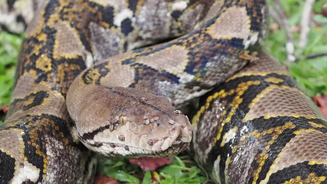 Reticulated python on the grass coiled low to the ground amidst green plants and foliage.