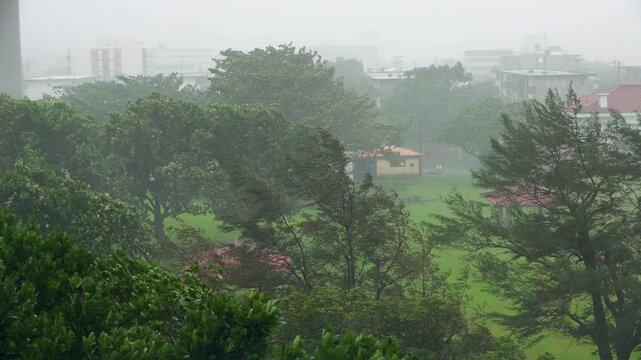 Trees Sway In Strong Winds And Rain As Hurricane Nears Island