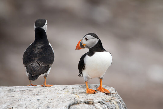 Two Atlantic puffins (Fratercula arctica) standing on a rocky cliffside, with one bird facing away