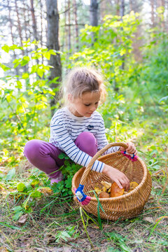 Young girl collecting mushrooms in wicker basket during forest walk. Mushroom picking encourages children to explore nature and learn about seasonal food