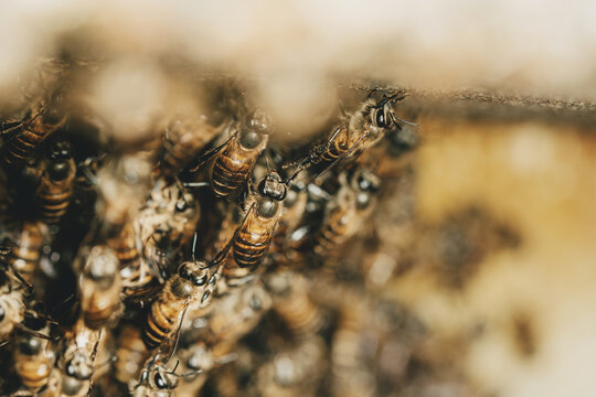 Close-up of honey bees clustering together in a hive, showing striped bodies, wings and cooperative behavior, with soft golden copy space for beekeeping, pollination and agriculture concepts.