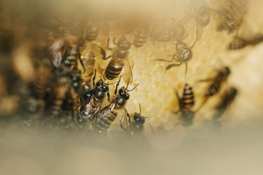 Close-up of honey bees clustered on textured wax honeycomb, showing striped bodies, wings and hexagonal cells in warm golden tones with copy space for beekeeping and honey concepts.