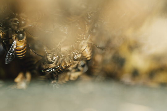 Close-up of honey bees gathering on wax honeycomb, showing striped bodies, wings and antennae in warm golden light with soft copy space for beekeeping, pollination and honey concepts.