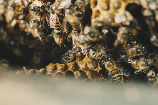 Close-up of honey bees densely clustered on textured honeycomb, with a worker bee prominently emerging from a cell opening, illustrating colony behavior, beekeeping and honey production.