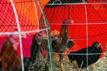 A Thai rooster raised for cockfighting, covered with scars inside a wooden chicken coop with hens against a worn white wall in Bangkok, Thailand, at sunset © Windscale
