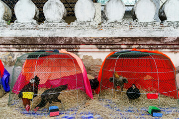 A Thai rooster raised for cockfighting, covered with scars inside a wooden chicken coop with hens against a worn white wall in Bangkok, Thailand, at sunset © Windscale