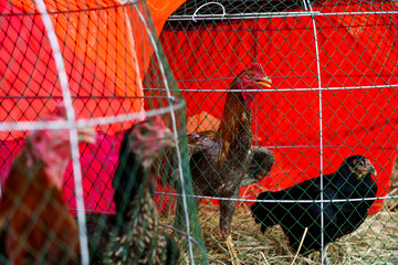 A Thai rooster raised for cockfighting, covered with scars inside a wooden chicken coop with hens against a worn white wall in Bangkok, Thailand, at sunset © Windscale