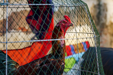 A Thai rooster raised for cockfighting, covered with scars inside a wooden chicken coop against a worn white wall in Bangkok, Thailand, at sunset © Windscale