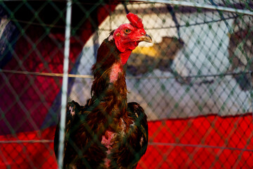 A Thai rooster raised for cockfighting, covered with scars inside a wooden chicken coop against a worn white wall in Bangkok, Thailand, at sunset © Windscale