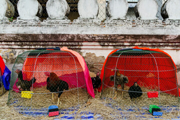 A Thai rooster raised for cockfighting, covered with scars inside a wooden chicken coop with hens against a worn white wall in Bangkok, Thailand, at sunset © Windscale