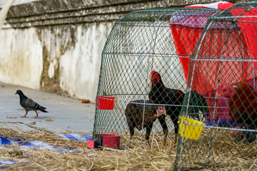 Chickens inside chicken coops with a pigeon outside in the background against a worn white wall in Bangkok, Thailand, at sunset © Windscale