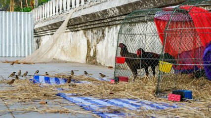 Chickens inside chicken coops with a flock of Eurasian tree sparrows outside in the background against a worn white wall in Bangkok, Thailand, at sunset © Windscale