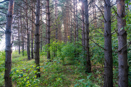 Pine forest in Kemerovo Region of southwestern Siberia, Russia. Sunlight through woodland represents natural landscape and environment of the Kuzbass region