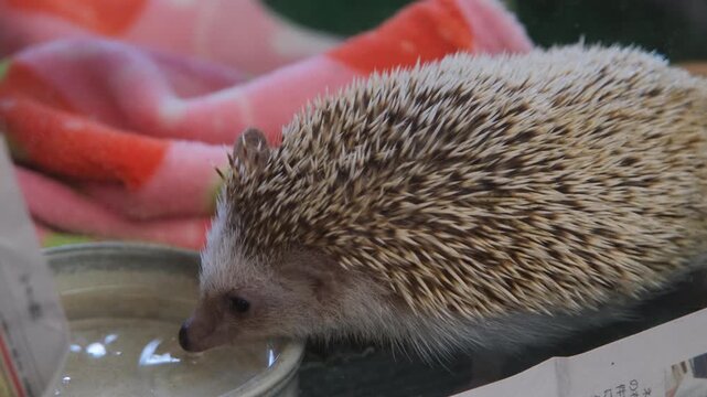 A small hedgehog drinking water from a bowl held by a human hand in a close-up indoor setting. Exotic pet and nature concept