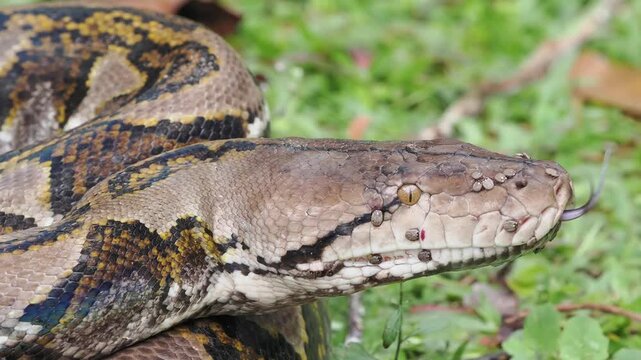 Reticulated python on the grass coiled low to the ground amidst green plants and foliage.
