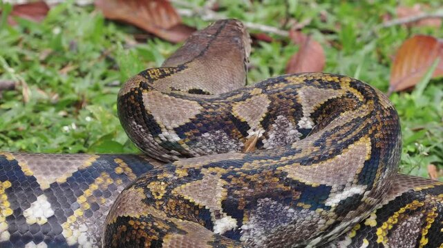 Reticulated python on the grass coiled low to the ground amidst green plants and foliage.