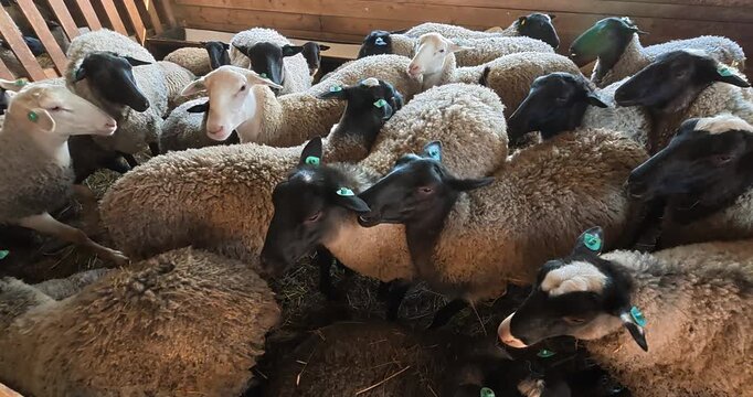 Sheep farm. Farm life, animal care.