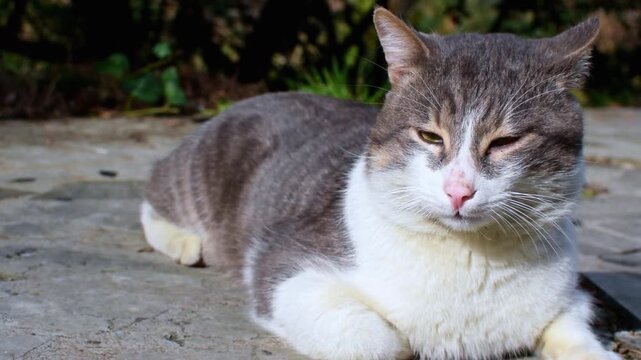 Grey and white cat rests on stone ground listening to outdoor nature sounds. Domestic pet turns ears while enjoying warm sunlight in garden. Calm feline behavior concept.