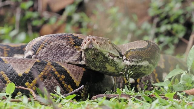 Reticulated python on the grass coiled low to the ground amidst green plants and foliage.