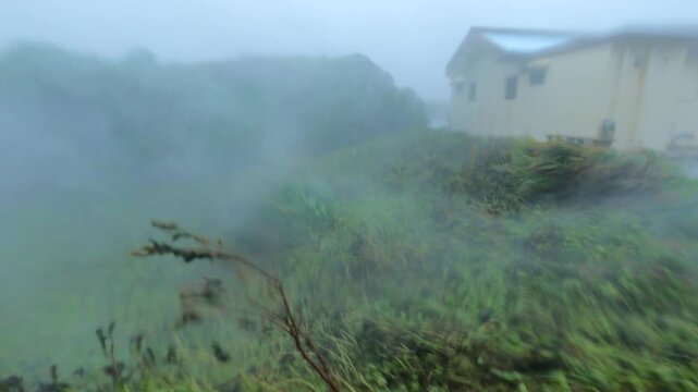 Powerful Hurricane Wind And Sheets Of Rain Lash Tropical Vegetation