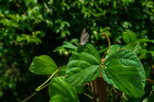 A grey butterfly perching on a broad, green leaf among many trees inside a self-sufficient farm in Thailand on a sunny day in summer