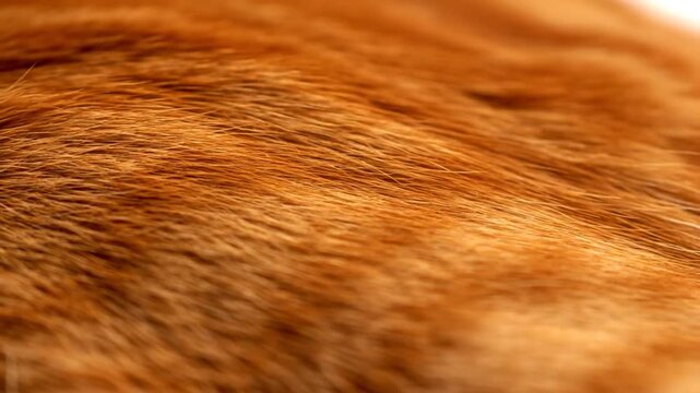 Close up view of ginger cat's fur, rippled and soft, with a natural, flowing texture, with static electricity sounds