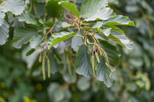 Several leafy alder branches carry slender hanging catkins. Overlapping green leaves form a dense background around the clusters.