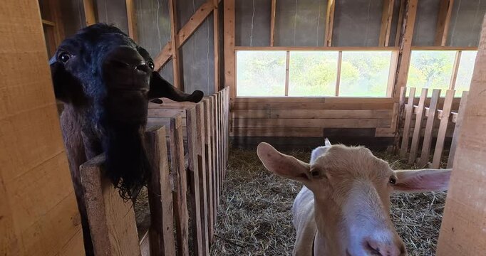 Sheep farm. Farm life, animal care.