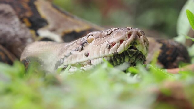Reticulated python on the grass coiled low to the ground amidst green plants and foliage.