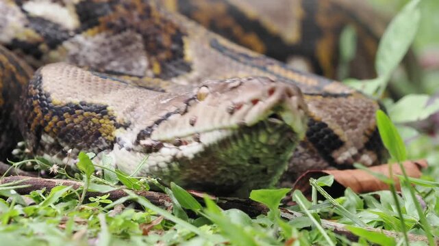 Reticulated python on the grass coiled low to the ground amidst green plants and foliage.