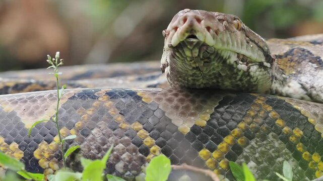 Reticulated python on the grass coiled low to the ground amidst green plants and foliage.