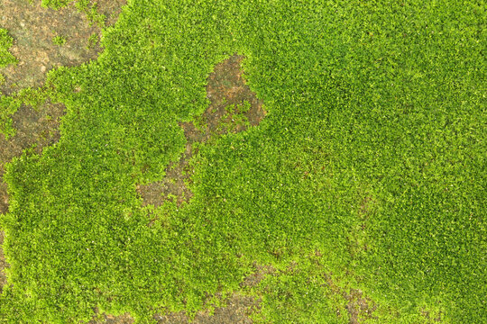 Close up of green moss texture background is growing on the old stone wall.
