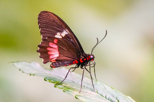 Parides in the wild. Close-up of a butterfly with black and red wings. Cattlehearts.
