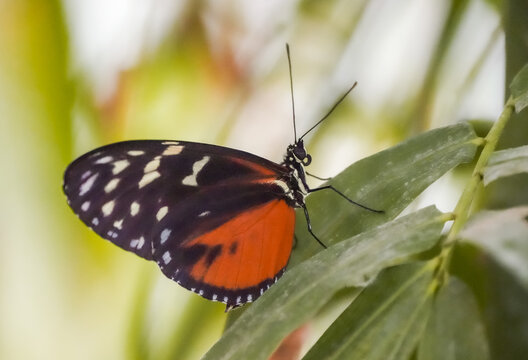 Passion flower butterfly in the wild. Close-up of a butterfly with orange, black and white wings. Heliconius.

