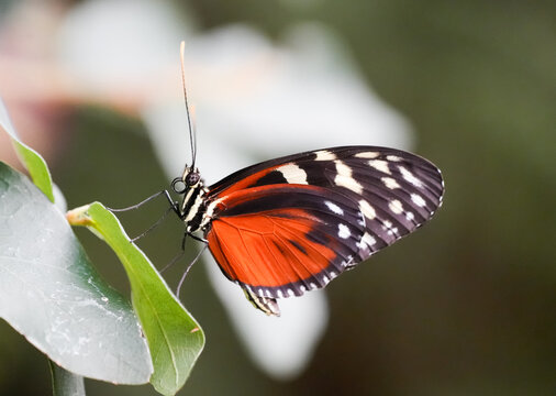 Passion flower butterfly in the wild. Close-up of a butterfly with orange, black and white wings. Heliconius.
