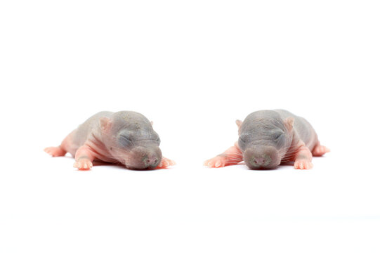 Two newborn hairless rat pups lying side by side facing front isolated on white background