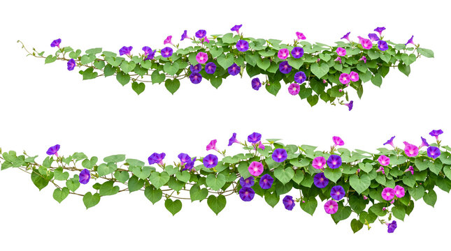 Two morning glory vines with green leaves and purple pink flowers