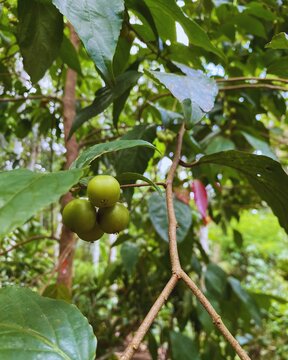 Governor's plum