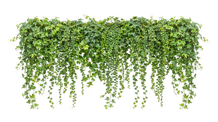Dense green ivy vine curtain hanging downwards with lush foliage © Caroline