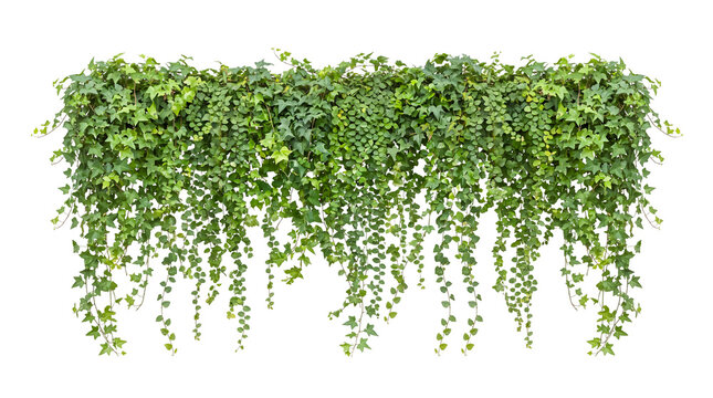 Dense green ivy vine curtain hanging downwards with lush foliage