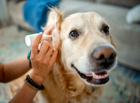Person applying medicine into the ear of a Golden Retriever