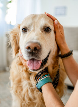 Person gently petting happy Golden Retriever inside home