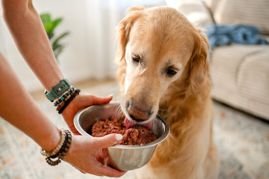 Golden Retriever eating fresh raw meat from metal bowl
