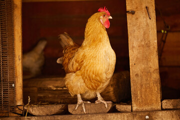 Brown hen standing inside wooden chicken coop close up photo. Medium portrait of red hen perched on wooden beam in warm lighting. © tygrys74