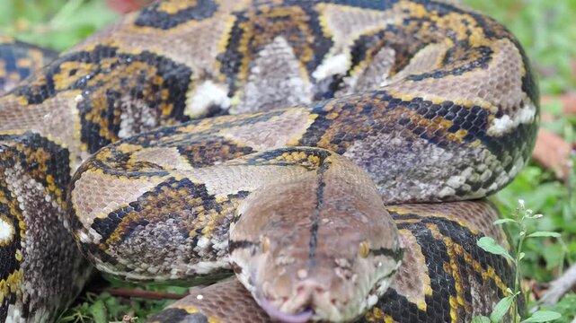 Reticulated python on the grass coiled low to the ground amidst green plants and foliage.